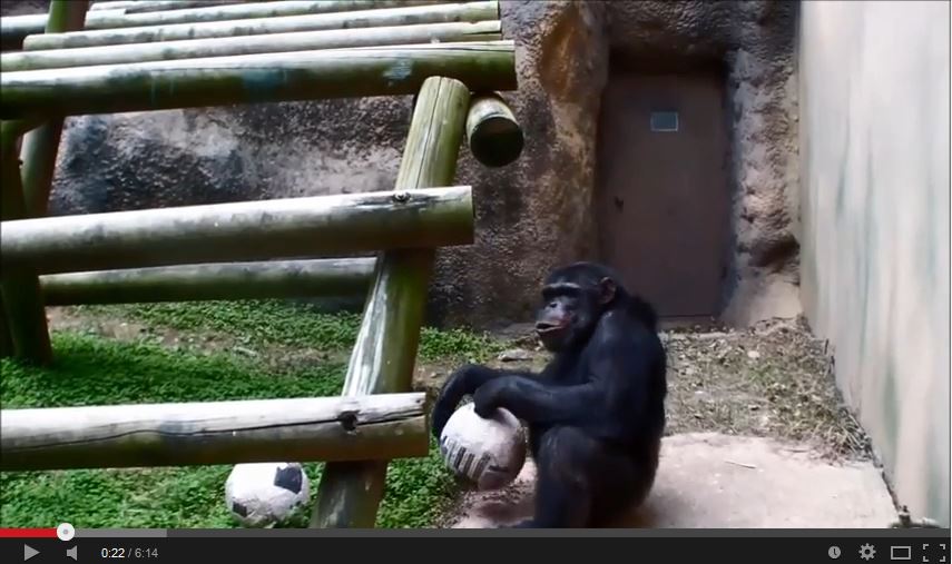 동물행동풍부화 침팬지 사진